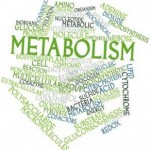 Metabolism quotes